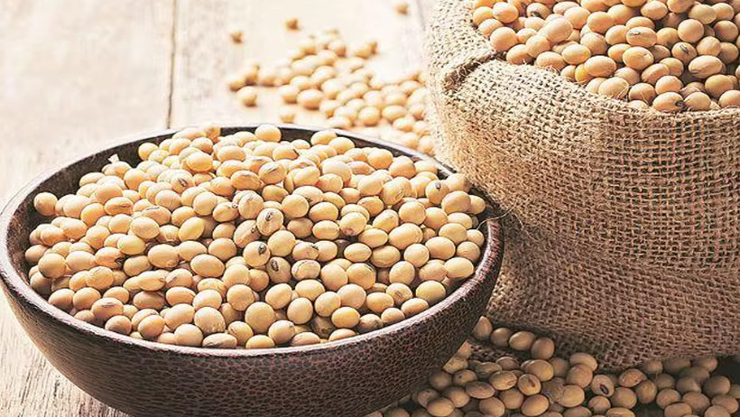 Protein bombası soya fasulyesi: Faydaları kadar zararları da var - Resim : 1