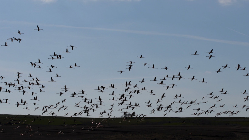 Baharın müjdecisi bu kez Yozgat’tan geldi: Allı turnalar geri döndü - Resim : 4
