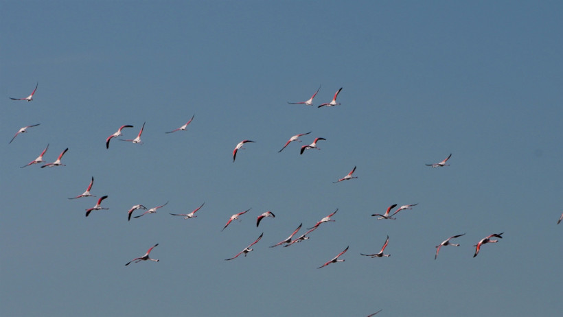 Baharın müjdecisi bu kez Yozgat’tan geldi: Allı turnalar geri döndü - Resim : 5