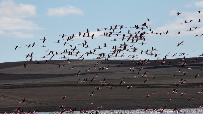 Baharın müjdecisi bu kez Yozgat’tan geldi: Allı turnalar geri döndü - Resim : 3
