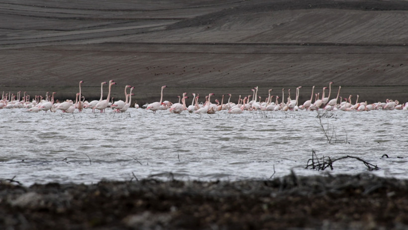 Baharın müjdecisi bu kez Yozgat’tan geldi: Allı turnalar geri döndü - Resim : 6