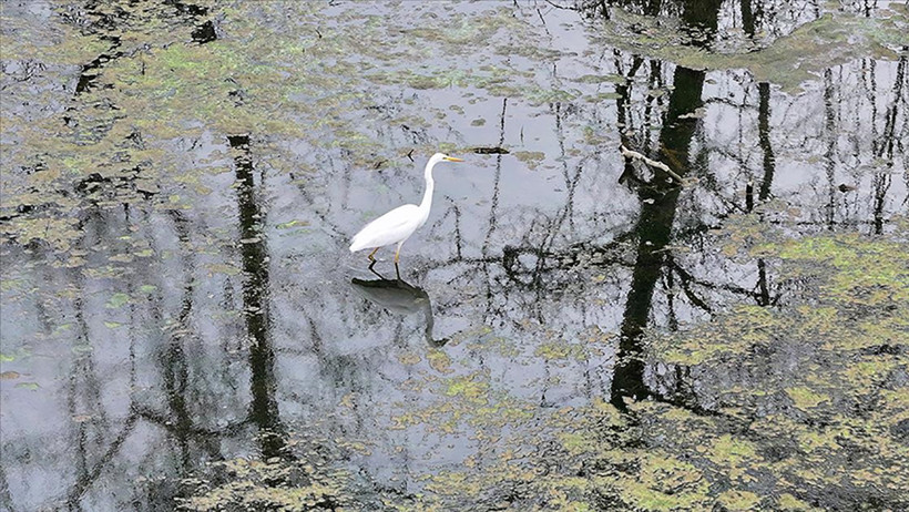 Kuraklık sonrası mucize: Karacabey longozu yeniden canlandı... 300'e yakın kuş türüne ev sahipliği yapıyor - Resim : 9