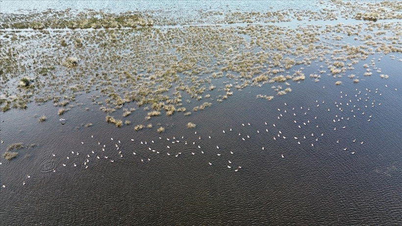 Kızılırmak Deltası'nda heyecan verici dönem: Kuşlar kuluçkaya yatmaya başladı - Resim : 3
