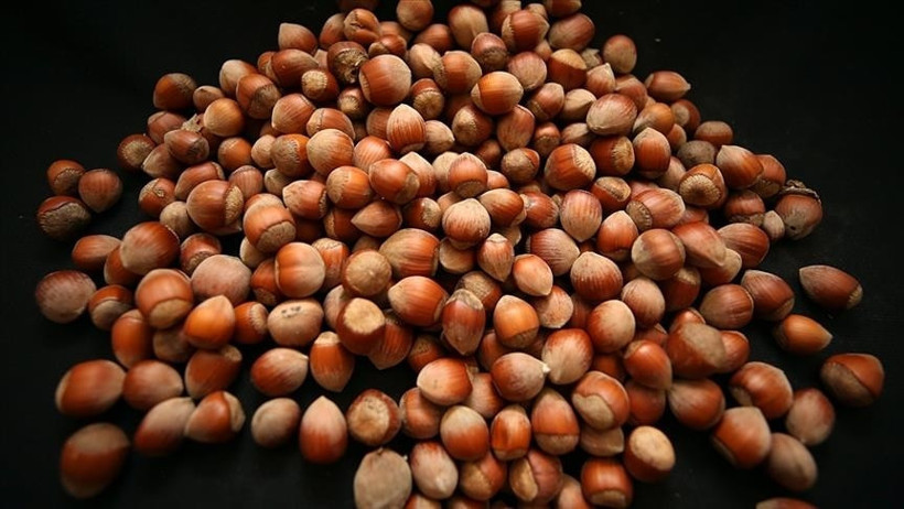 Türkiye'nin fındık ihracatı 2 ayda 388 milyon dolar gelir getirdi - Resim : 1