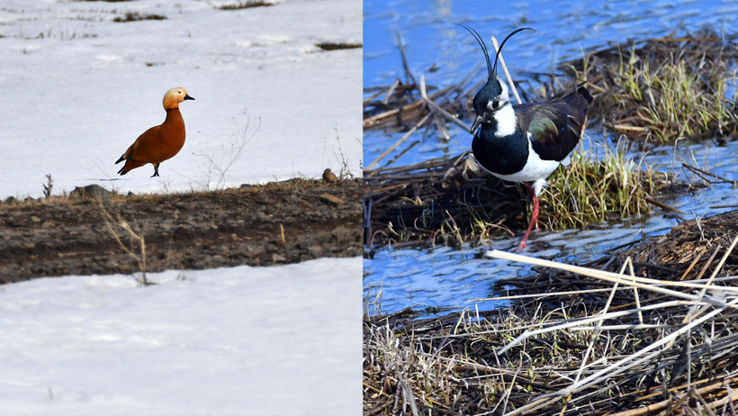 Leylekler erken geldi: Baharın m&uuml;jdecileri Kars&rsquo;ta g&ouml;r&uuml;ld&uuml; - Resim : 2