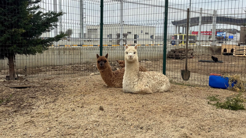 G&uuml;mr&uuml;k g&ouml;revlilere g&ouml;zlerine inanamadı: Minib&uuml;sten deve &ccedil;ıktı - Resim : 3