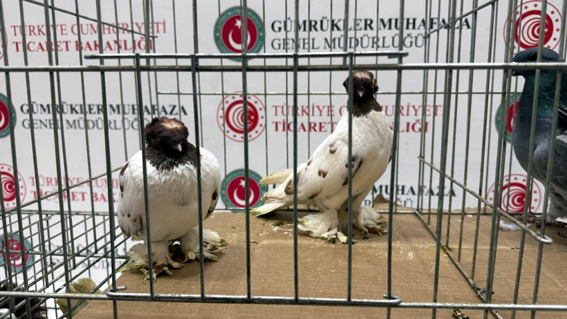 G&uuml;mr&uuml;k g&ouml;revlilere g&ouml;zlerine inanamadı: Minib&uuml;sten deve &ccedil;ıktı - Resim : 2