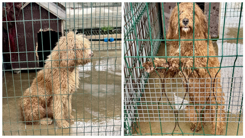 Dosyayı ilk YENİÇAĞ gündeme getirmişti: Edirne’de yasa dışı köpek üretim çiftliğine rekor ceza - Resim : 1