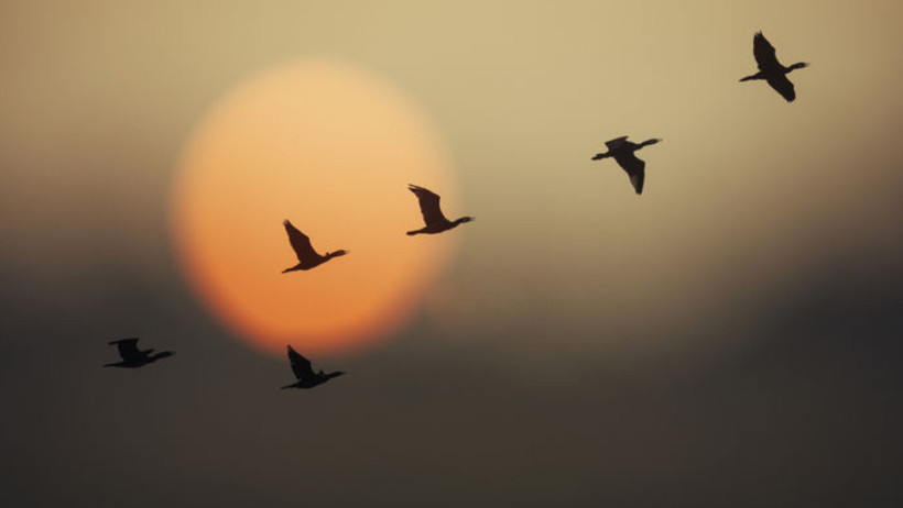 Savaşın görünmez kurbanları: Kuş göçü tehlikede - Resim : 6
