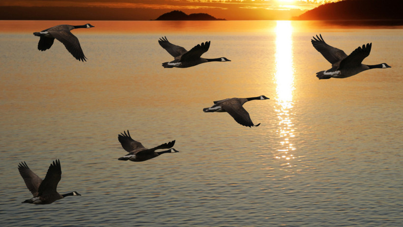 Savaşın görünmez kurbanları: Kuş göçü tehlikede - Resim : 5