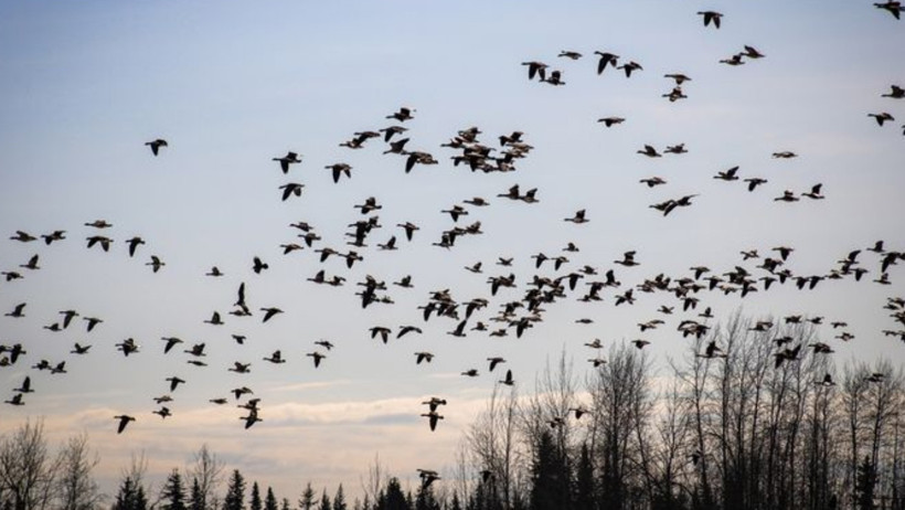 Savaşın görünmez kurbanları: Kuş göçü tehlikede - Resim : 2
