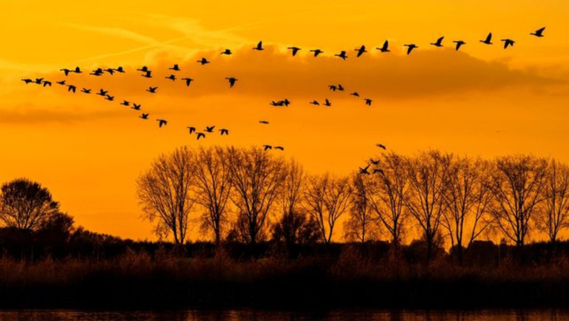 Savaşın görünmez kurbanları: Kuş göçü tehlikede - Resim : 3
