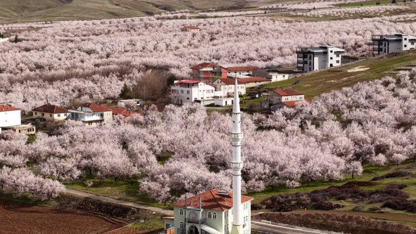 Dünyanın gözü bu ovada: Malatya beyaz gelinliğini giydi - Resim : 1