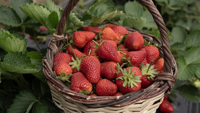 Emiralem Çileğinde hasat gecikti, verim coştu: Rekolte beklentinin üstünde - Resim : 3