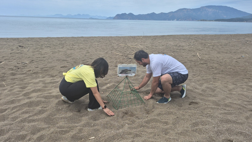 İztuzu kumsalı caretta carettalar için hazır - Resim : 1