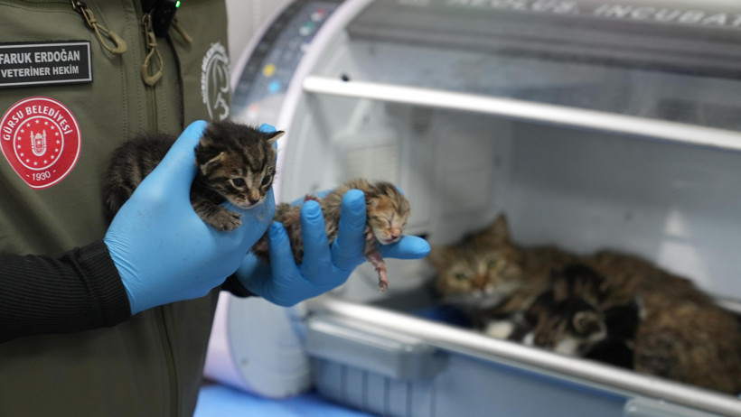 Duygulandıran olay: Süt anne kedi 3 yavruya daha kucak açtı - Resim : 1