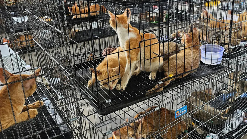 Vietnam’da korkunç kedi ticareti çökertildi: 400'den fazla can kesilmekten son anda kurtarıldı - Resim : 1