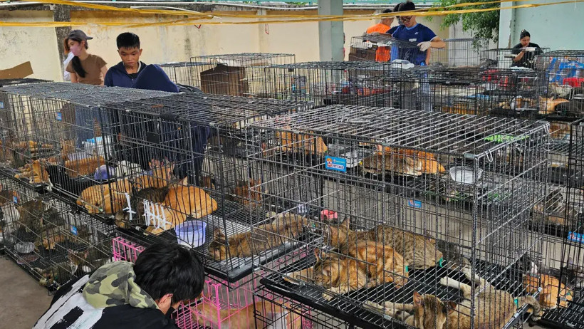 Vietnam’da korkunç kedi ticareti çökertildi: 400'den fazla can kesilmekten son anda kurtarıldı - Resim : 2