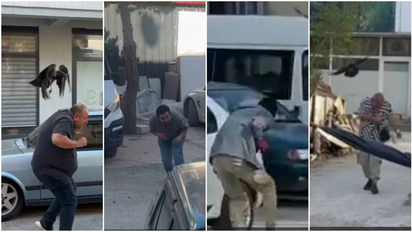 Sokakta karga savaşı: Vatandaşlar ve kediler hedef oldu - Resim : 4