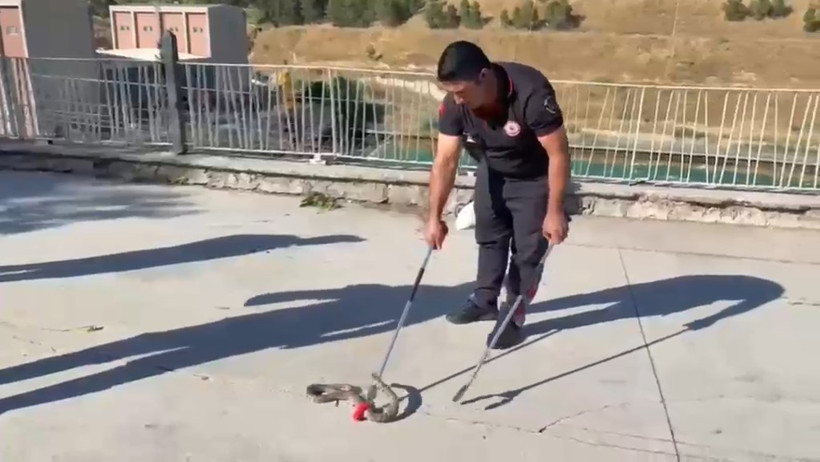 Bebek arabasına yılan girdi...Piknikte korku dolu anlar - Resim : 2
