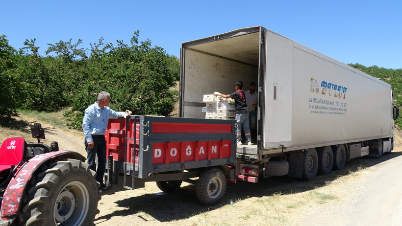 Malatya'da sarı altın hasadı başladı: İlk ürünler Avrupa yolunda - Resim : 3