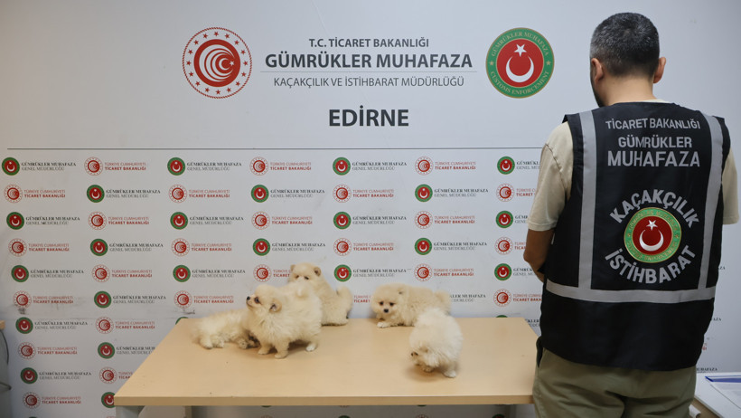 Kapıkule'de canlı hayvan operasyonu: Piyasa değeri dudak uçuklattı - Resim : 1