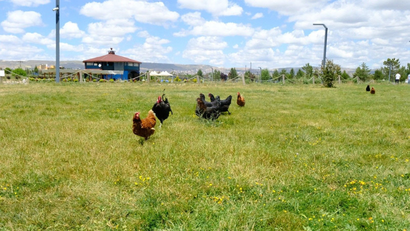 Kampüste kanatlı tim göreve başladı: Kenelere karşı tavuklu önlem - Resim: 1