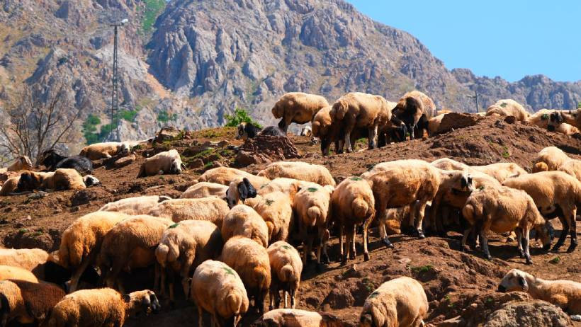 Tunceli’de 3 bin küçükbaş ölümle burun buruna: Üreticiden yayla isyanı - Resim : 3
