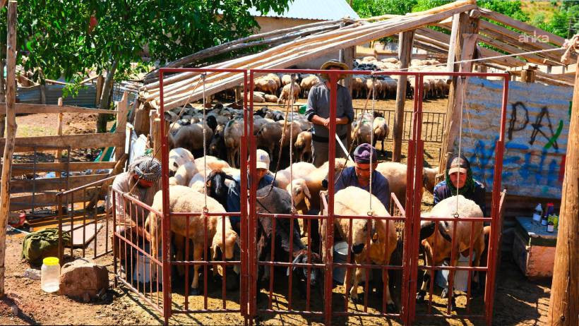 Tunceli’de 3 bin küçükbaş ölümle burun buruna: Üreticiden yayla isyanı - Resim : 1