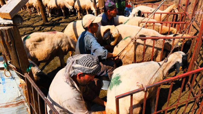 Tunceli’de 3 bin küçükbaş ölümle burun buruna: Üreticiden yayla isyanı - Resim : 2