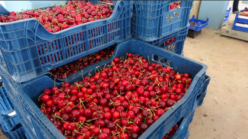 Tarlada 30, pazarda 250 lira: Dünya peşinden koşuyor - Resim: 8