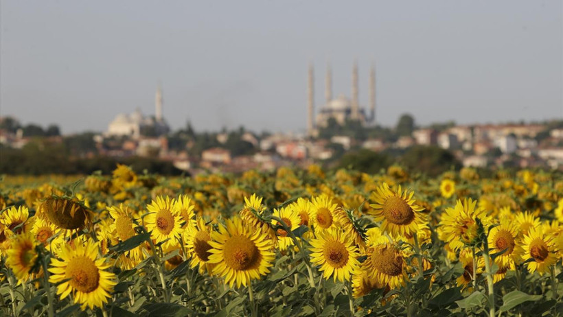 Edirne’de yağmur mucizesi, ayçiçeği tarlaları yeniden canlandı - Resim : 1