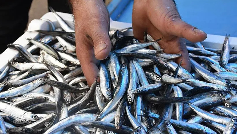 Türk hamsisine Avrupa’dan büyük ilgi: İhracat 9 milyon dolara yaklaştı - Resim : 1