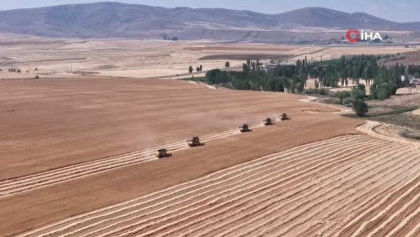 Türkiye'nin ihtiyacının yarısı buradan karşılanıyor: 6 bin tonluk hasat başladı - Resim: 2