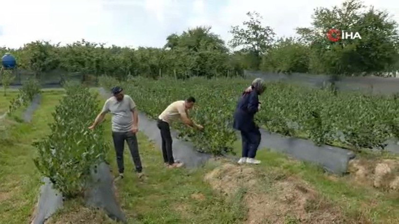Tarlada şifa deposu hasadı başladı: Kilosu 400 TL'den satılıyor - Resim: 3