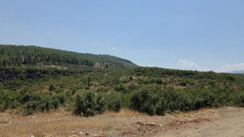 Kilosu 500 TL’den alıcı buluyor: Tarlalarda ne oluyor? - Resim: 10