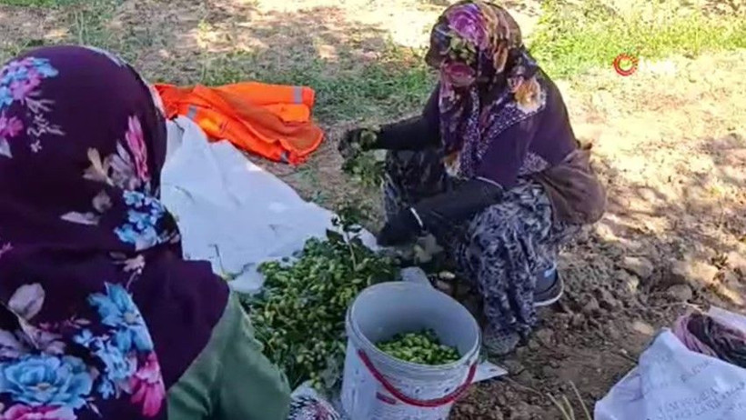 Yeşil altının fiyatı 122 TL: Türkiye’de sadece bu ilçede yetişiyor - Resim: 14
