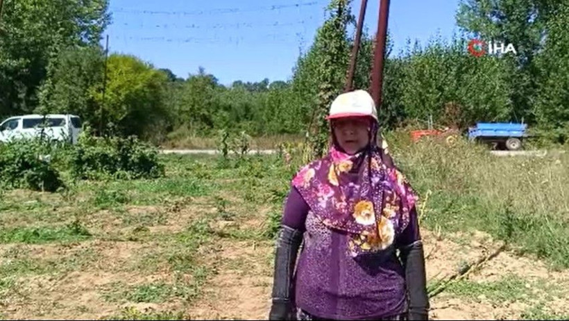 Yeşil altının fiyatı 122 TL: Türkiye’de sadece bu ilçede yetişiyor - Resim: 6