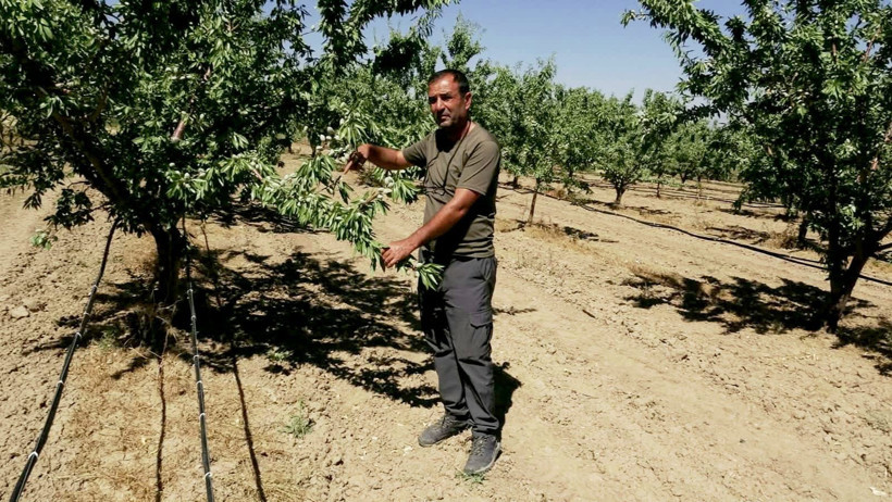 Bakımı zor, ama getirisi bol: Beynin ve kemiklerin dostu - Resim: 10