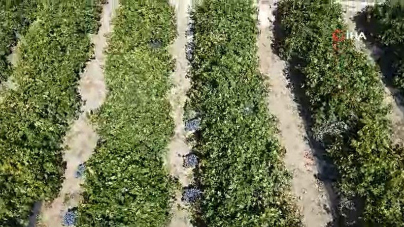 200 yıllık topraklarda hasat başladı: Kilosu 200 liradan satılıyor - Resim: 4