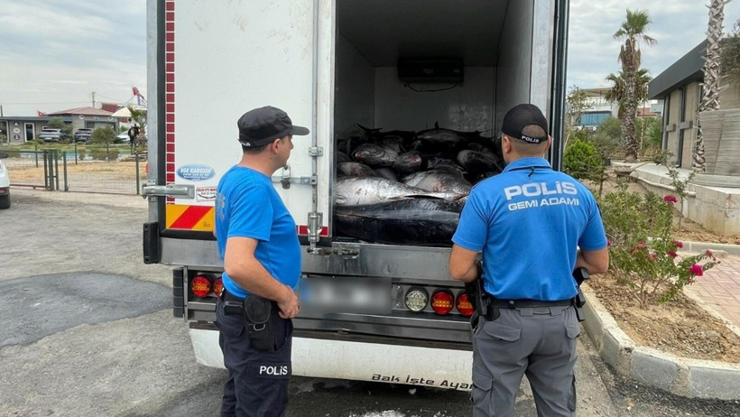 Dünyanın en değerli deniz ürünü: Kalp ve beyin dostu: Tam 3 ton İzmir’de yakalandı - Resim : 1