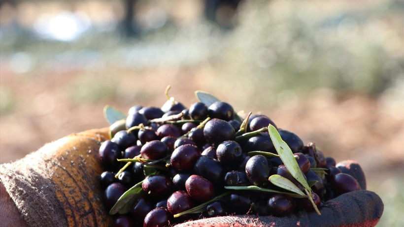Zeytin üreticisi ve işçisi çaresiz: Maliyetler yükseldi, fiyatlar çakıldı - Resim : 1