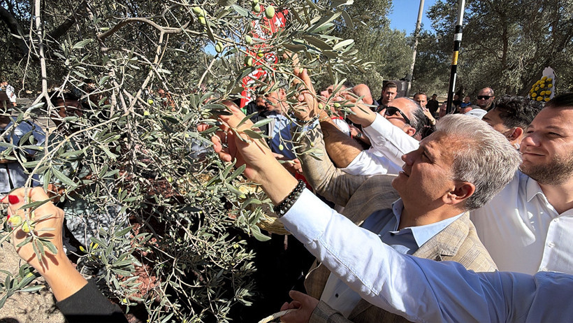 Bin yıllık zeytin ağacında hasat: Yağı anında tadıldı - Resim : 1