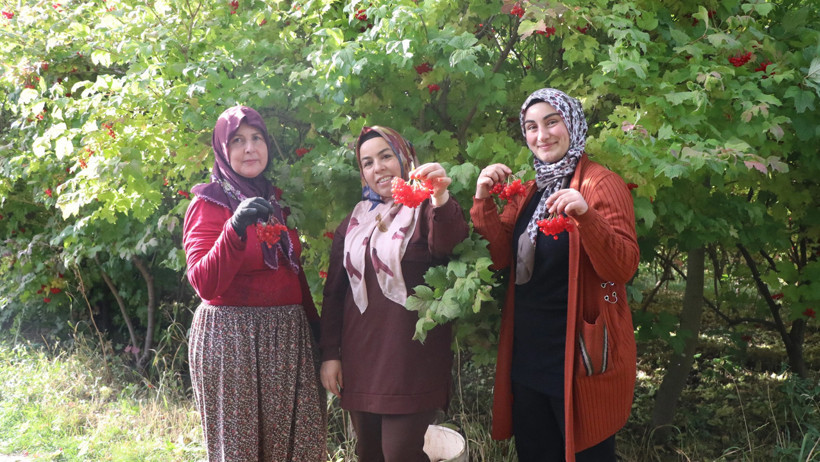 Kırmızı altın hasadı başladı: Kilosu 70 liradan satılıyor - Resim : 3