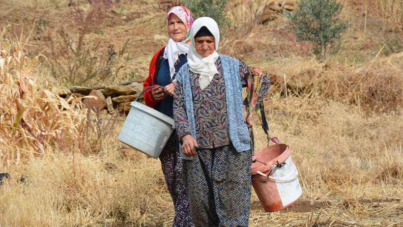 Dağlardan topladıkları çitlembik servet değerinde: Yılda 450 ton çıkarıyorlar - Resim : 1
