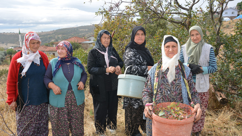 Dağlardan topladıkları çitlembik servet değerinde: Yılda 450 ton çıkarıyorlar - Resim : 3