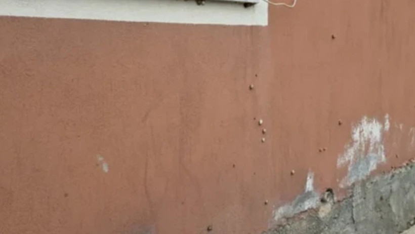 Deprem sonrası ortaya çıktılar: Hatay’da salyangoz istilası - Resim : 1