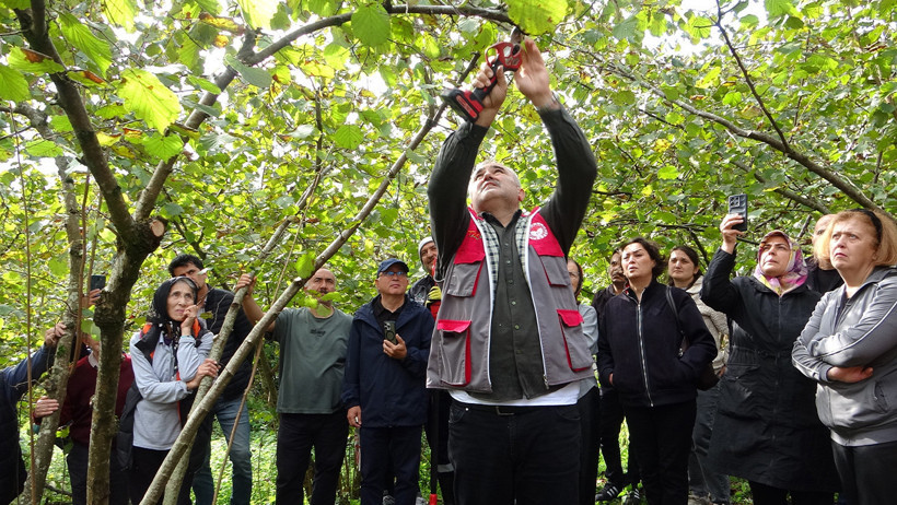 Giresun'da fındık üreticilerine uygulamalı budama eğitim verildi - Resim : 1