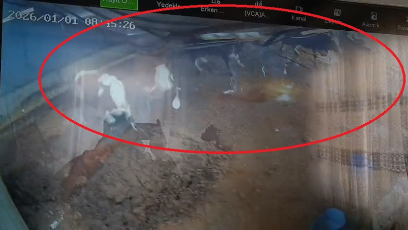 Kar &ccedil;atıyı &ccedil;&ouml;kertti: İnekler enkaz altında kaldı - Resim : 5