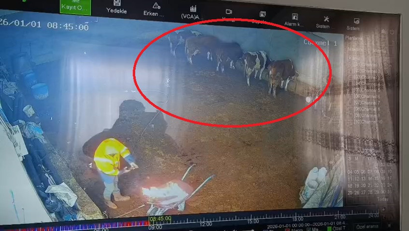 Kar &ccedil;atıyı &ccedil;&ouml;kertti: İnekler enkaz altında kaldı - Resim : 4